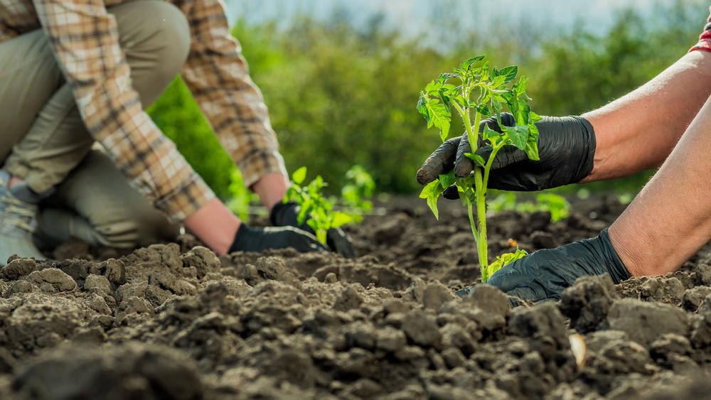 Consejos para una vida más sustentable