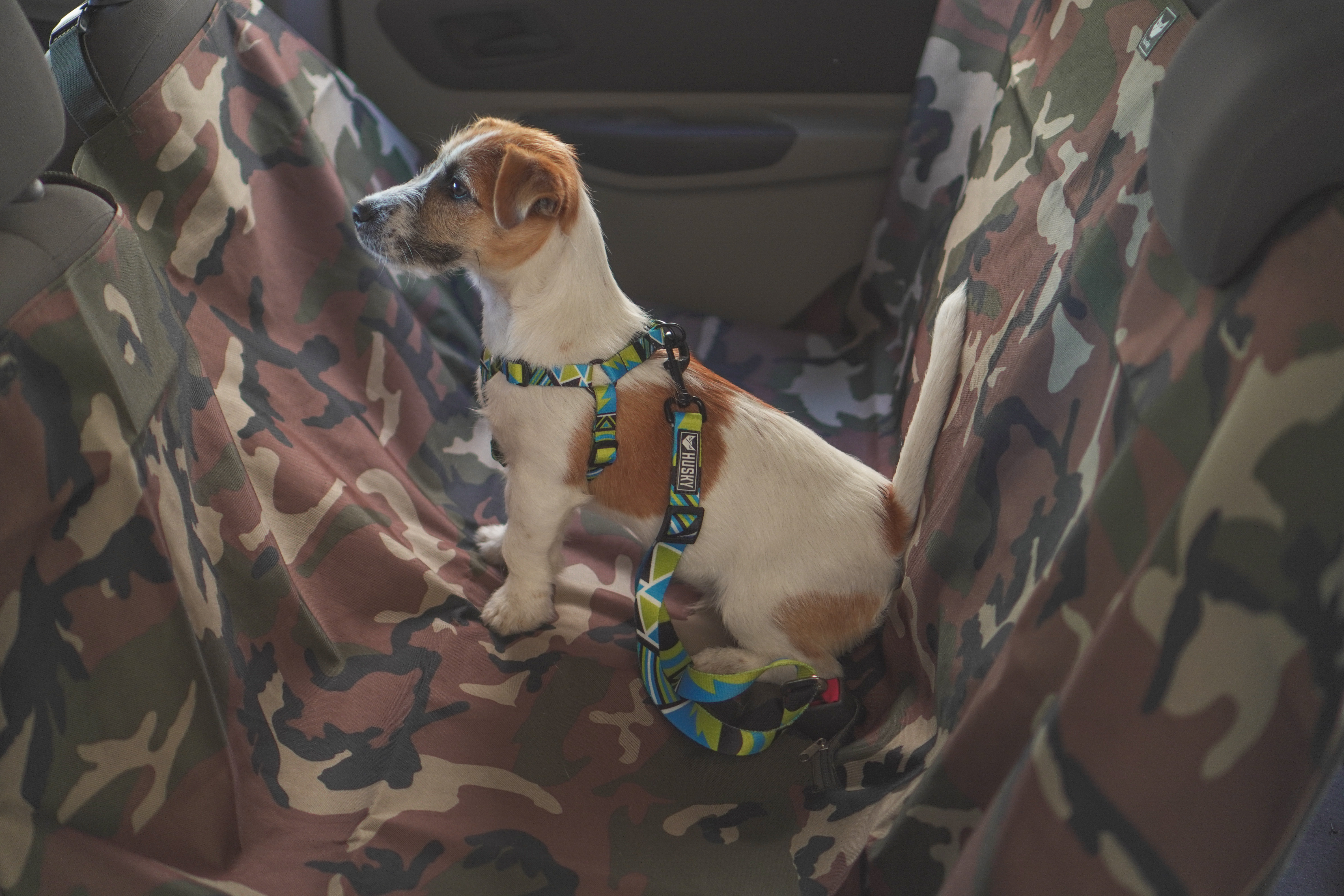 ¡Listos para la aventura! Tips para salir de vacaciones con tu mascota