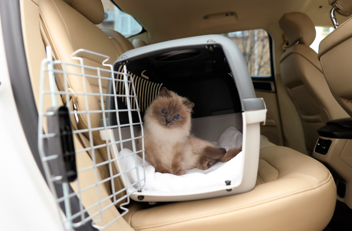 ¡Listos para la aventura! Tips para salir de vacaciones con tu mascota