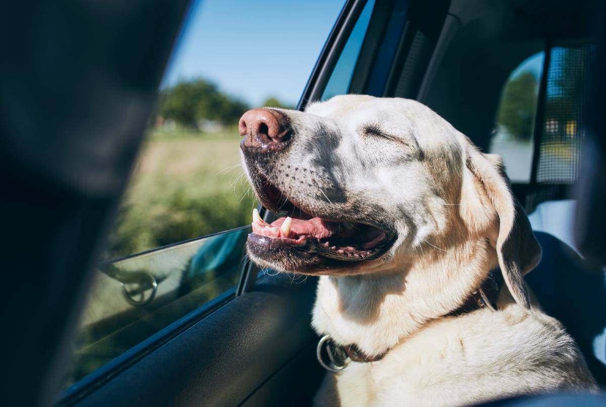 5 recomendaciones para viajes largos en auto con mascotas